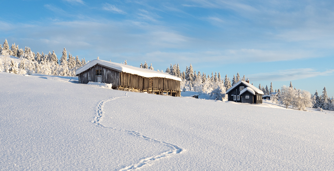 Slåseter